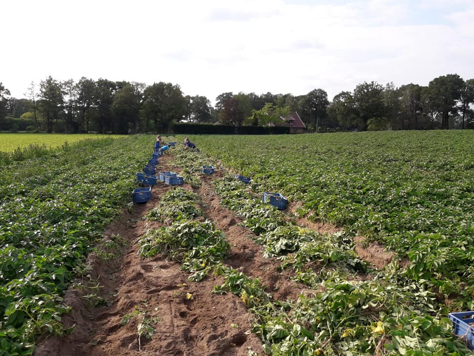 Nieuwe Oogst 2020 Lensink Aardappelen